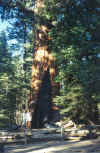 sequoia.jpg (94487 bytes)